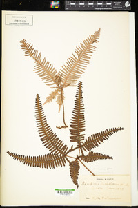 Dicranopteris pedata image