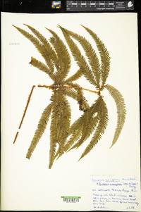 Sticherus cunninghamii image