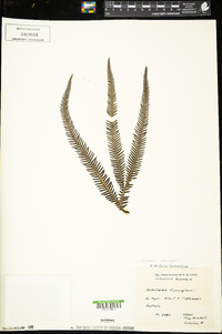 Sticherus cunninghamii image