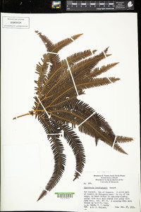 Sticherus cunninghamii image