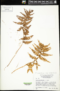 Polystichum neozelandicum subsp. neozelandicum image