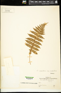 Polystichum neozelandicum subsp. neozelandicum image