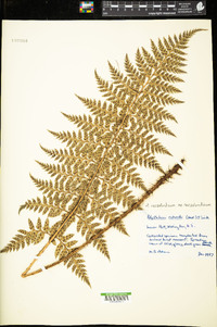 Polystichum neozelandicum subsp. neozelandicum image