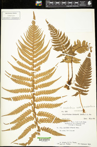 Polystichum neozelandicum subsp. neozelandicum image