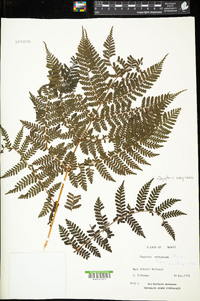 Dryopteris rubiginosa image