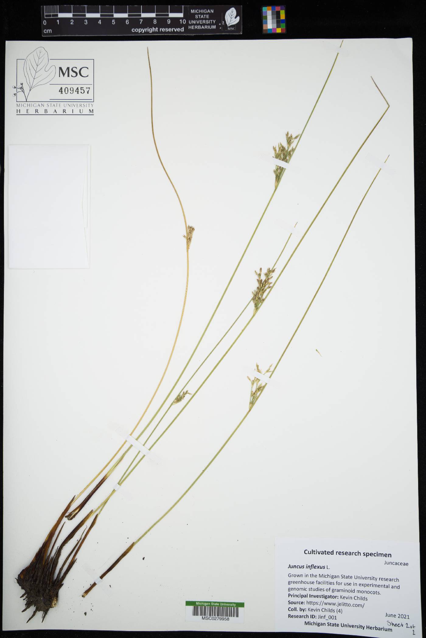 Juncus inflexus image