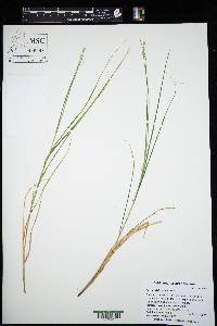 Carex cristatella image