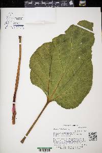 Rheum × hybridum image
