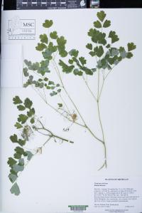Thalictrum dioicum image