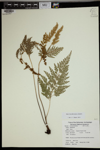 Anemia adiantifolia image