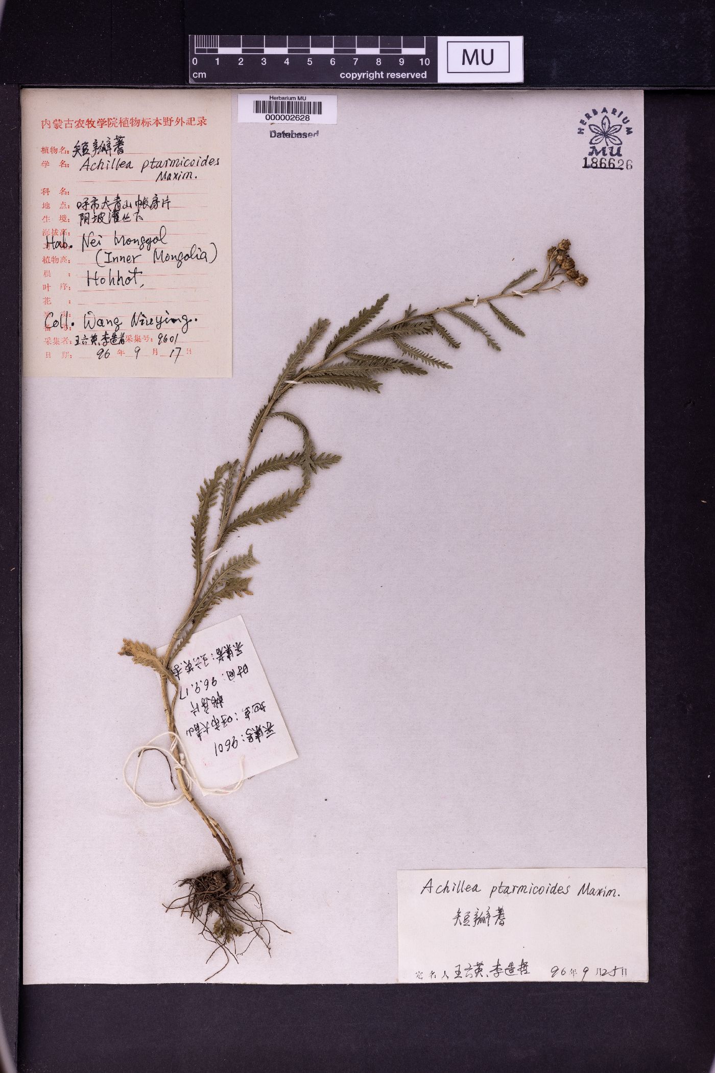 Achillea ptarmicoides image