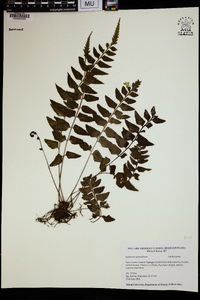 Asplenium gemmiferum image