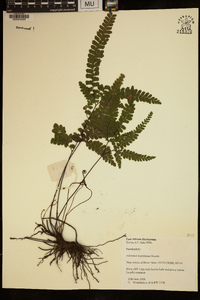 Adiantum hispidulum image