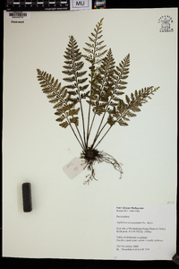 Asplenium rutifolium image