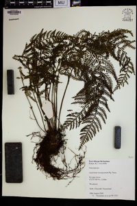 Asplenium rutifolium image