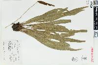 Elaphoglossum eximium image