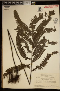 Adiantum cajennense image