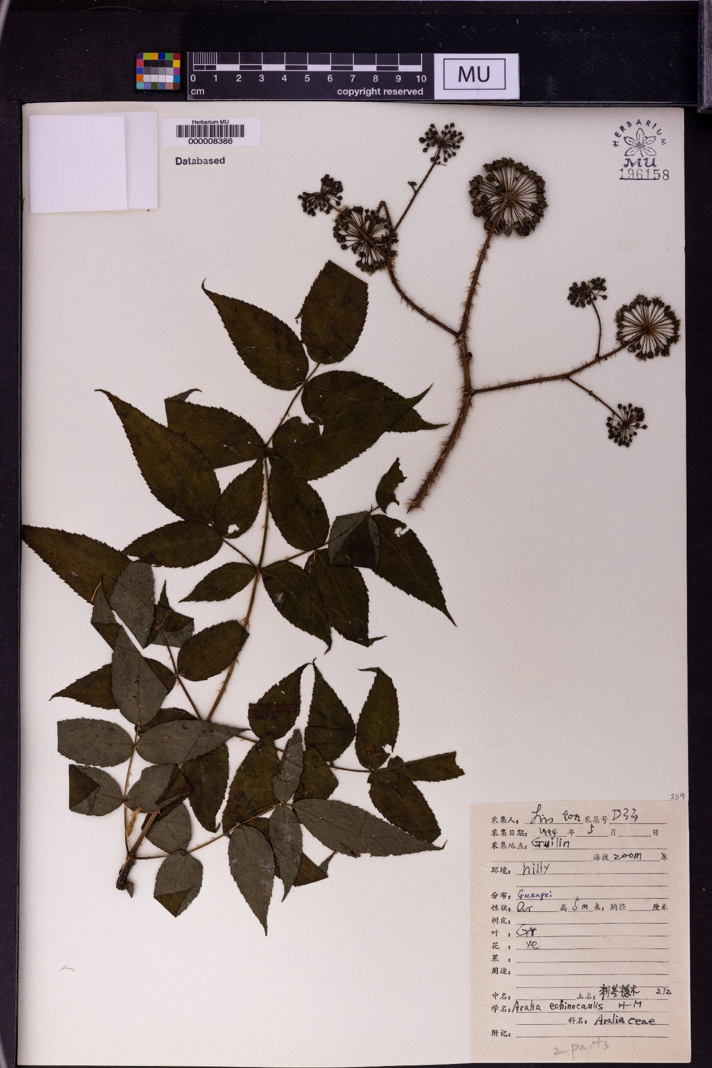 Aralia echinocaulis image