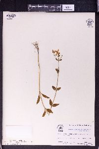 Swertia bimaculata image