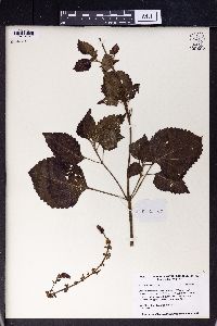 Solenostemon scutellarioides image