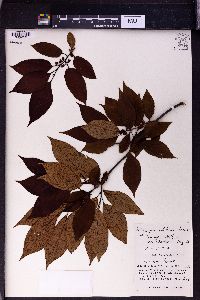 Diospyros oldhamii image