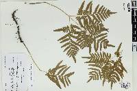 Pteridium aquilinum subsp. pseudocaudatum image
