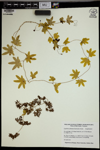 Lygodium palmatum image