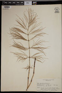 Equisetum sylvaticum image