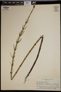 Equisetum fluviatile image