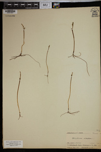 Botrychium simplex image