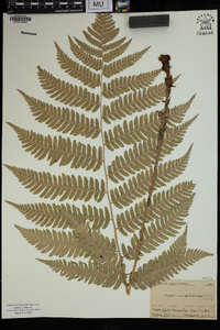 Dryopteris goldieana image