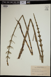 Equisetum fluviatile image