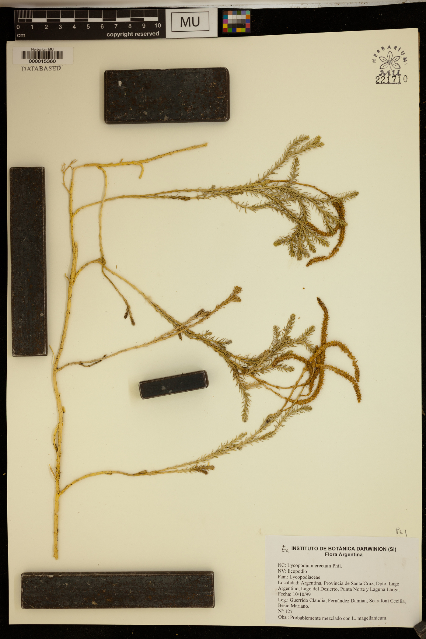 Austrolycopodium erectum image
