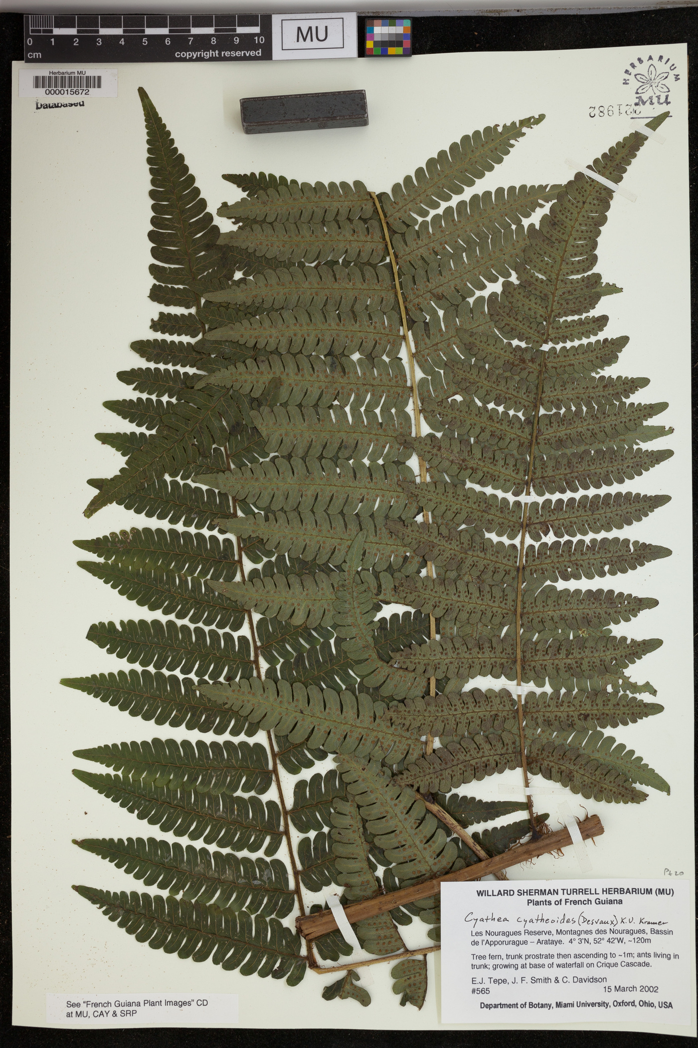 Cyathea cyatheoides image