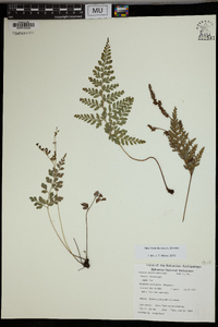 Anemia adiantifolia image