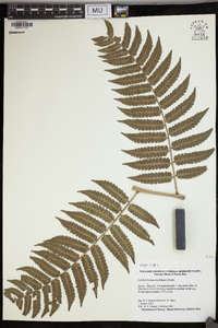 Cyathea borinquena image