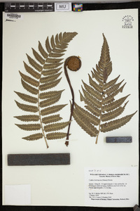 Cyathea borinquena image