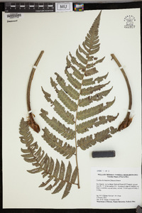 Cyathea borinquena image