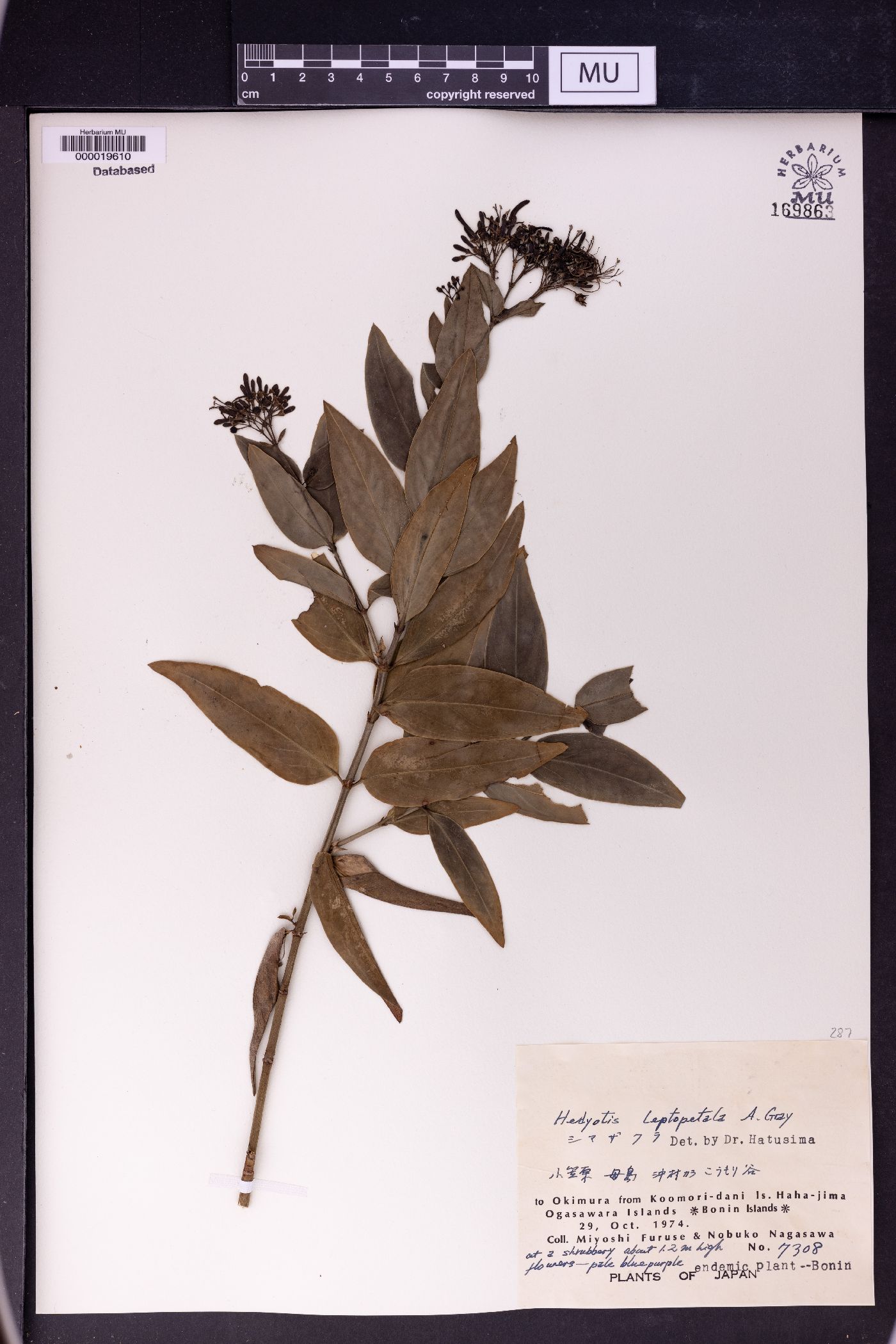 Leptopetalum grayi image