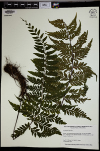 Asplenium radicans image