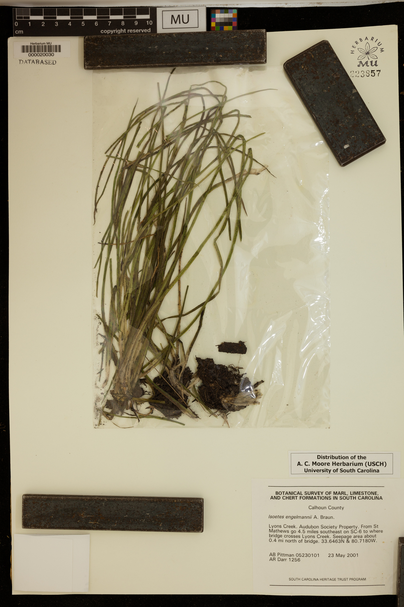 Isoëtes engelmannii image