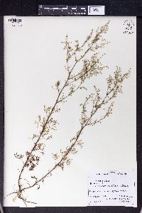 Artemisia anethifolia image