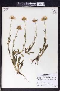 Aster alpinus image