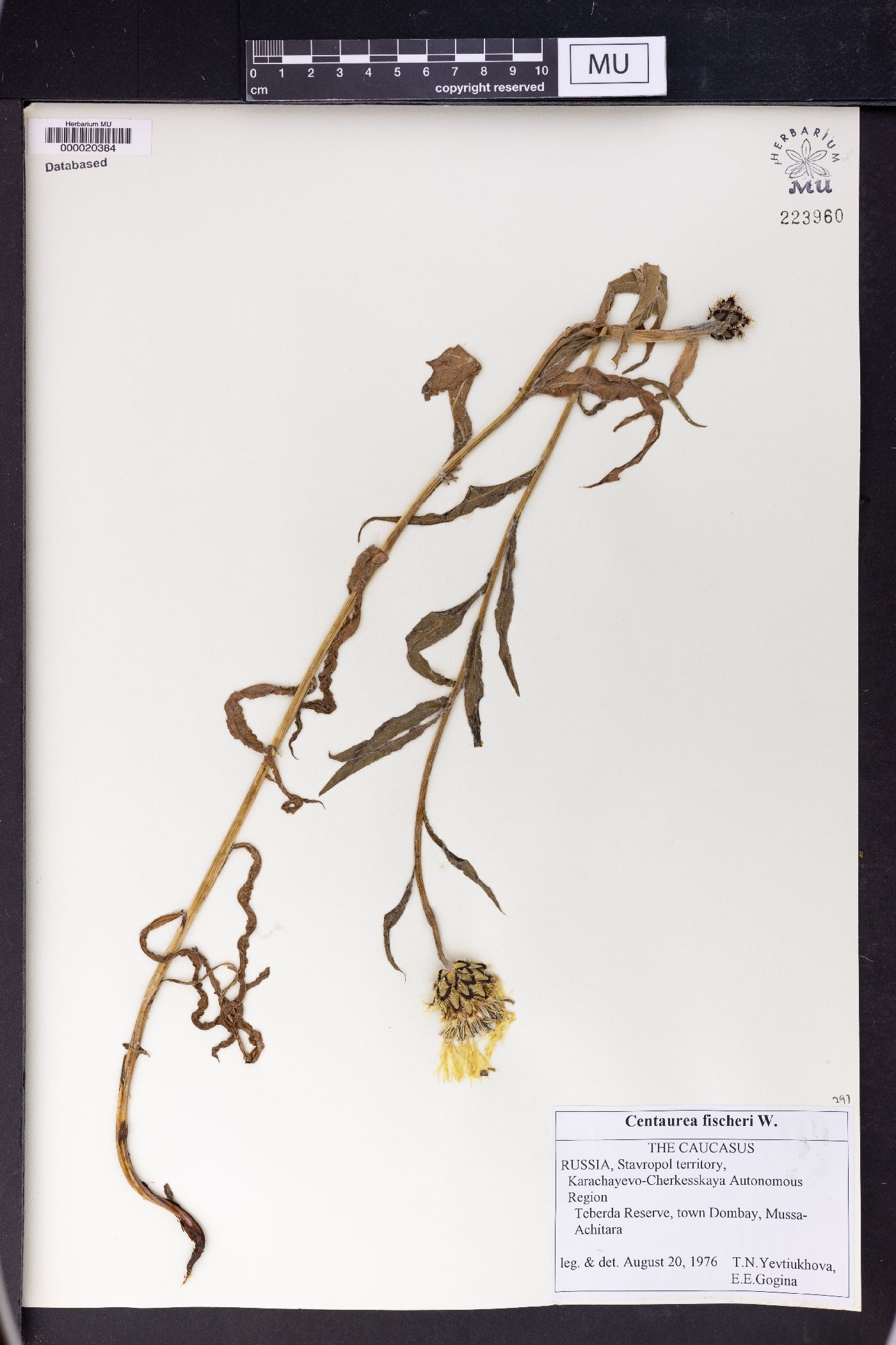 Centaurea cheiranthifolia subsp. cheiranthifolius image