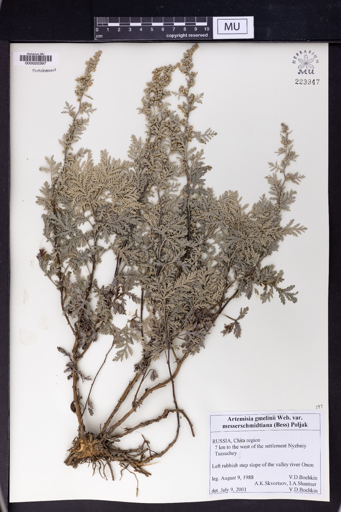 Artemisia gmelinii var. messerschmidiana image