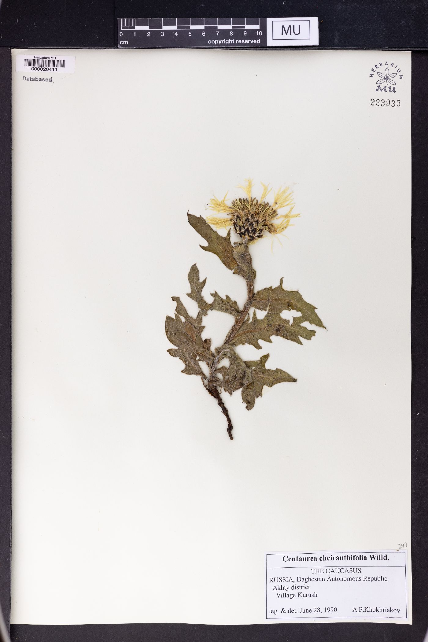 Centaurea cheiranthifolia image