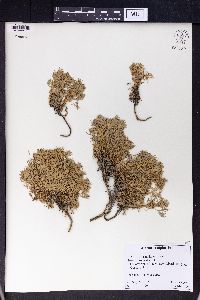 Artemisia alpina image