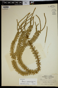 Huperzia phyllantha image