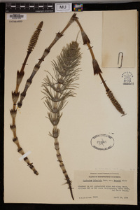 Equisetum telmateia image