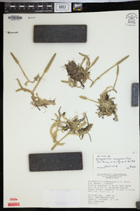 Lycopodiella margueritae image